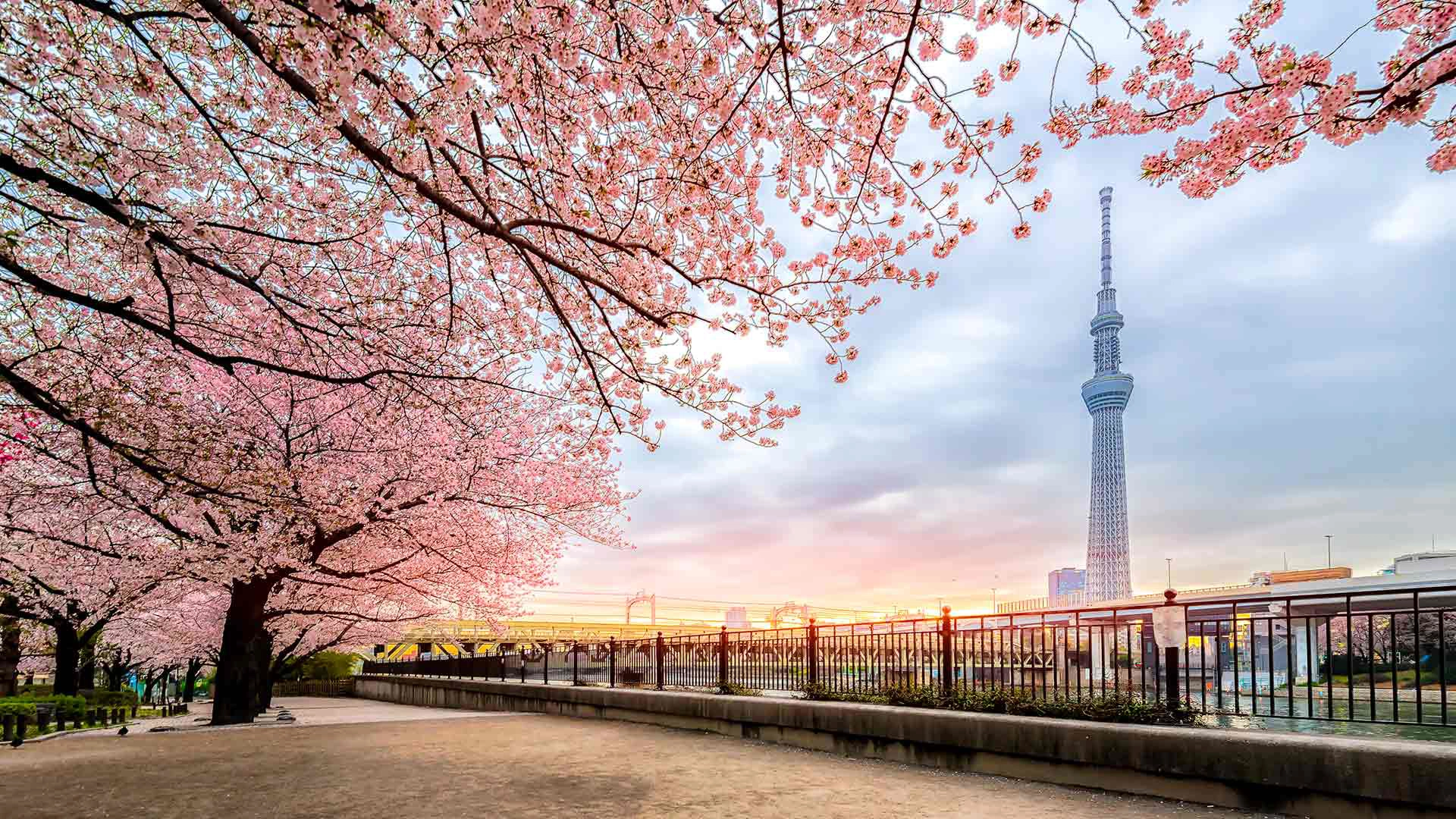 Cherry blossom tree in full bloom with Tokyo Tower in the background, showcasing Tokyo’s iconic spring scenery and must-see attractions.